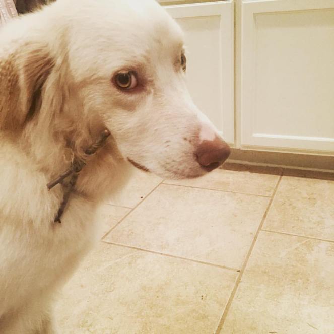 13247944_730927424040_3725769127407058715_o