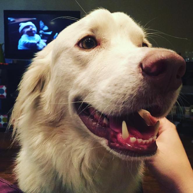 14435076_745850288500_1371186960943905634_o